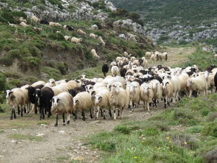 Τα 5.000.000 ευρώ για τον καταρροϊκό πυρετό έγιναν 500.000 ευρώ…