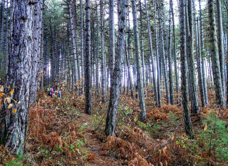 Ο Ορειβατικός Καλαμάτας “θα χαθεί” στην παραμυθένια ομορφιά του δάσους της Σκιρίτιδας