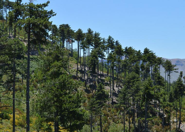 Υψηλός κίνδυνος πυρκαγιάς – Απαγόρευση κυκλοφορίας σε δάση και άλλες ευαίσθητες περιοχές