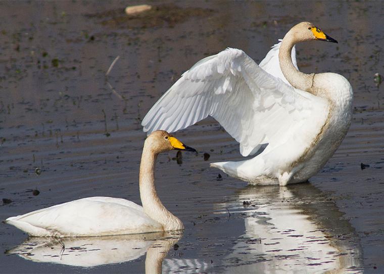 Cygnus cygnus_KostasPapadopoulos