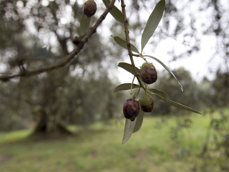 Για την καταστροφή από το δάκο φταίει η Περιφέρεια υποστηρίζει ο ΣΥΡΙΖΑ Μεσσηνίας