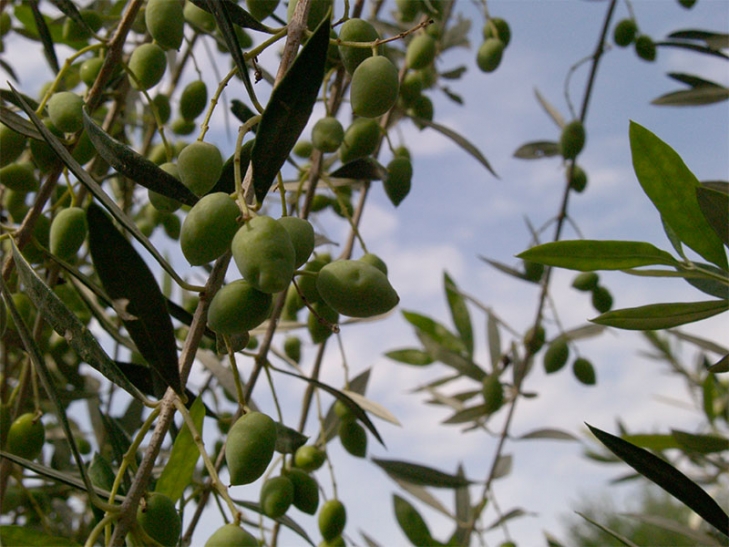 Επαρκή χρηματοδότηση για τη δακοκτονία ζητάει και η Κεντρική Ένωση Δήμων Ελλάδας