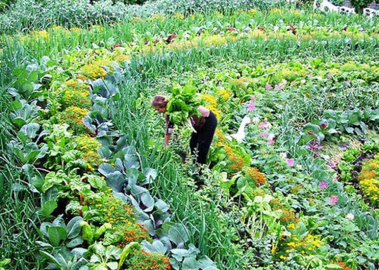 Αγρόκτημα Φοίφα: Εργαστήριο Γνωριμίας με την Περμακουλτούρα