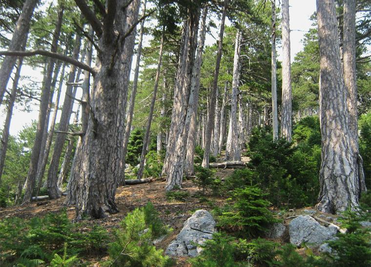 Πολύ υψηλός κίνδυνος πυρκαγιάς στη Μεσσηνία