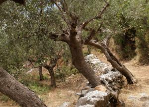 Όχι φυτοφάρμακα, διαχείριση του δάκου της ελιάς με βιολογικές μεθόδους