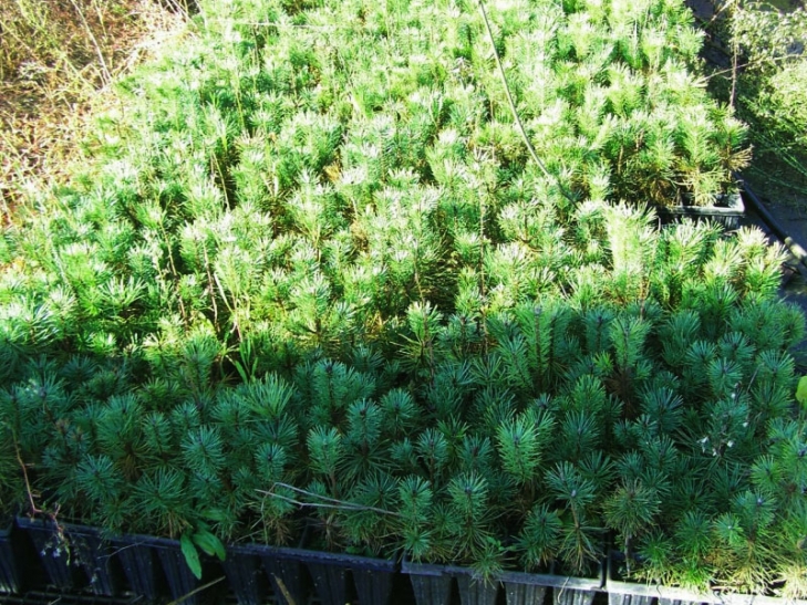 Φυτάρια μαύρης πεύκης, με γενετικό υλικό από τον Ταΰγετο