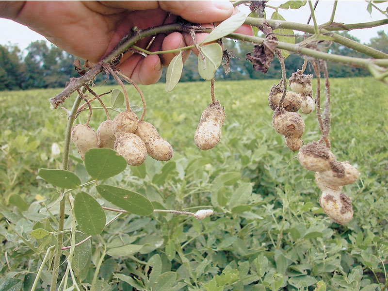 Επανέρχεται η καλλιέργεια του φιστικιού στην Καλαμάτα και τη Μεσσήνη