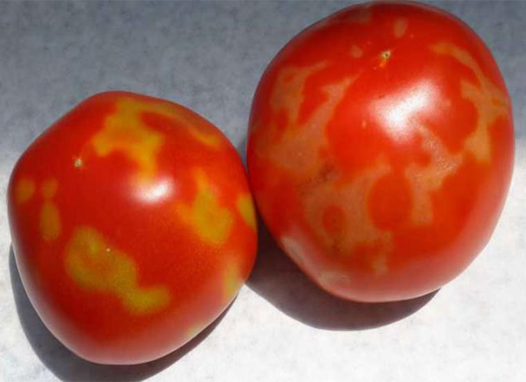 Δεν απαντά ο υπουργός Βορίδης σε αναφορά για τον ιό της καστανής ρυτίδωσης στη ντομάτα και την πιπεριά
