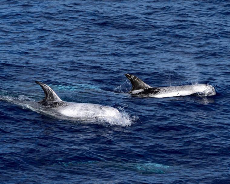 Πράσινοι: Δελφίνια και φάλαινες στην περιοχή που θέλουν να κάνουν εξορύξεις πετρελαίου και αερίου!