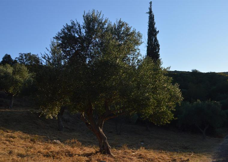 Παρατάθηκε μέχρι τις 29 Αυγούστου η προθεσμία υποβολής Ενιαίας Αίτησης Ενίσχυσης