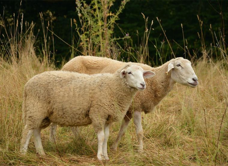 Ενίσχυση 4 ευρώ ανά πρόβατο και αίγα ανακοίνωσε το υπουργείο