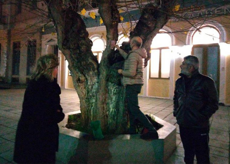Και τυπικά στο Δίκτυο Αιωνόβιων Δέντρων Ελληνικής Επανάστασης η μουριά που προσπάθησε να κόψει ο Δήμος Τριφυλίας