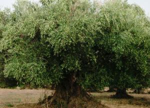 Ανησυχία της Ομοσπονδίας Αγροτικών Συλλόγων για το πρόγραμμα καταπολέμησης του δάκου της ελιάς