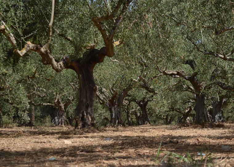 Ταχεία διαδικασία μετάκλησης εργατών γης για να μαζευτούν οι ελιές και τα εσπεριδοειδή ζητούν βουλευτές του ΣΥΡΙΖΑ