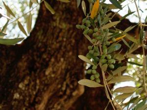 Μη χαθεί και άλλη χρονιά για το λάδι, άμεση χρηματοδότηση για την καταπολέμηση του δάκου