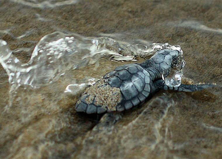 Περισσότερες από 1.000 οι φωλιές της θαλάσσιας χελώνας φέτος στον Κυπαρισσιακό!