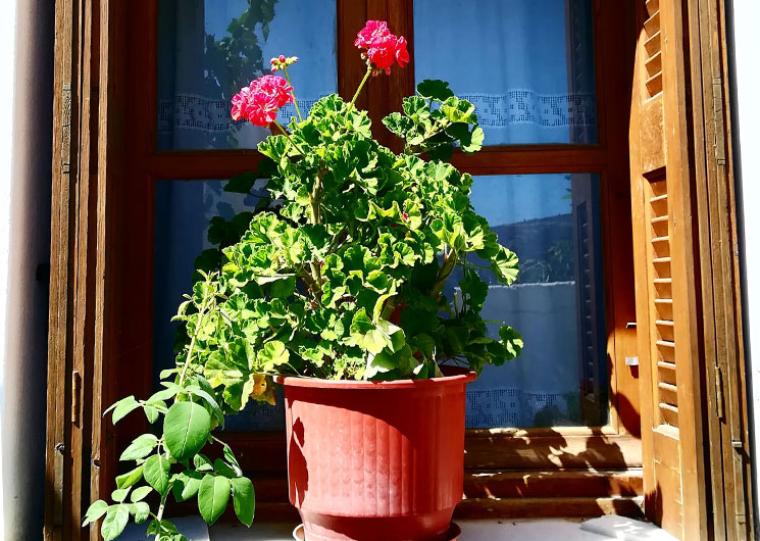 Τελευταία μέρα του διαγωνισμού για το ομορφότερο μπαλκόνι ή ταράτσα της Καλαμάτας