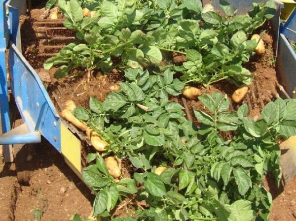 Οδηγίες προς παραγωγούς για τη συγκομιδή της ανοιξιάτικης πατάτας
