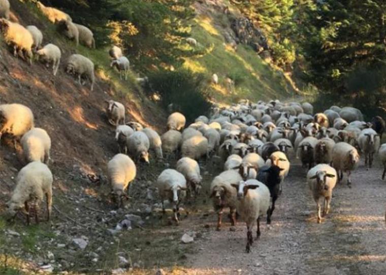 Σουβλάκι, κλαρίνο και ΟΠΕΚΕΠΕΣ να γίνω…