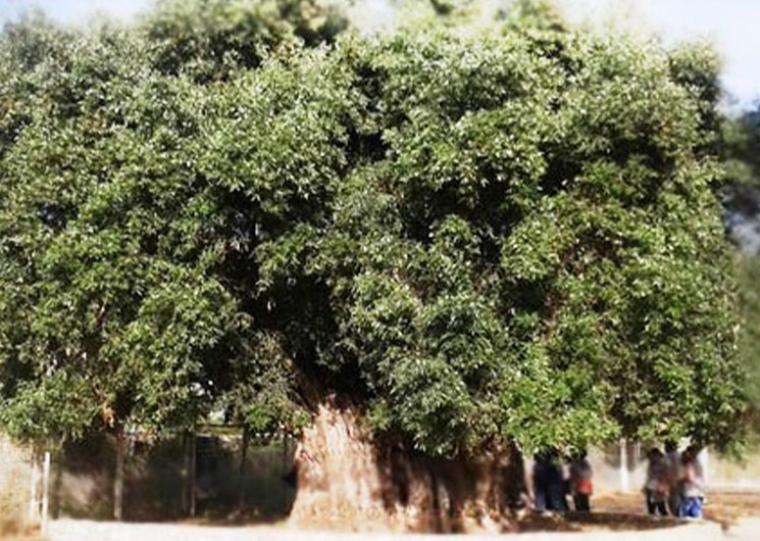 Η &quot;Μάνα Ελιά Καλαμών&quot;