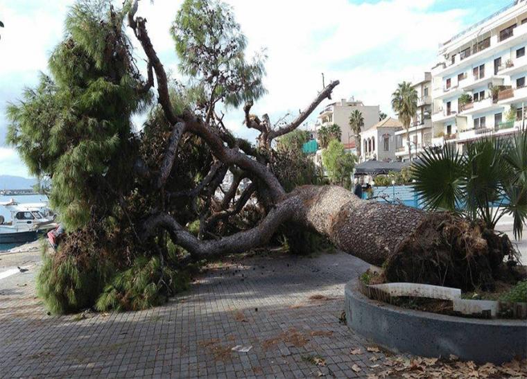 Έλεγχος αύριο στα δέντρα στο λιμάνι, μετά την πτώση μεγάλου πεύκου στο &quot;Πανελλήνιον&quot;