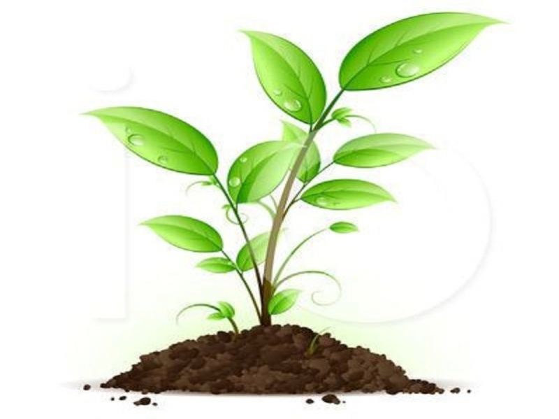 Διανομή σπόρων σήμερα για τα «Σχολεία με Κήπο»