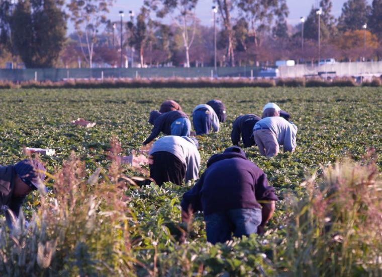 ΑΝΤΑΡΣΥΑ: Πρόγραμμα πάλης και αιτημάτων για αγρότες, αυταπασχολούμενους, εργαζόμενους στον αγροτικό τομέα