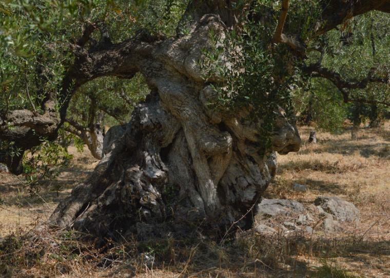 Η καταστροφική επιδημία της Xylella fastidiosa σε δέντρα ελιάς έφθασε στην Κύπρο