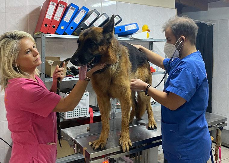Στις εγκαταστάσεις του ΔΙΚΕΠΑΖ το «λυκόσκυλο» που σκότωσε άλλο σκυλάκι στη Δραπετσώνα