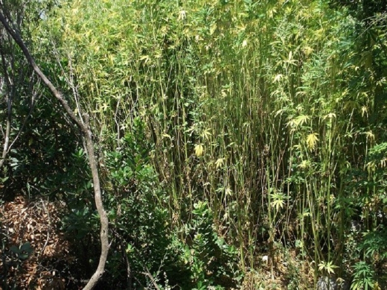 Πάνω από 1.500 χασισόδεντρα στη Βάλτα, έρευνα για να βρεθούν οι καλλιεργητές