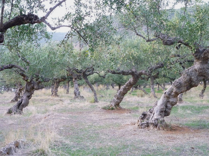 Ο δογματισμός της κυβέρνησης στο μνημόνιο καταστρέφει την ελαιοπαραγωγή, λέει ο Θ. Πετράκος