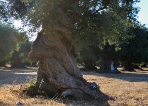 Σεμινάριο με τις ορθές πρακτικές για άριστο ελαιόλαδο