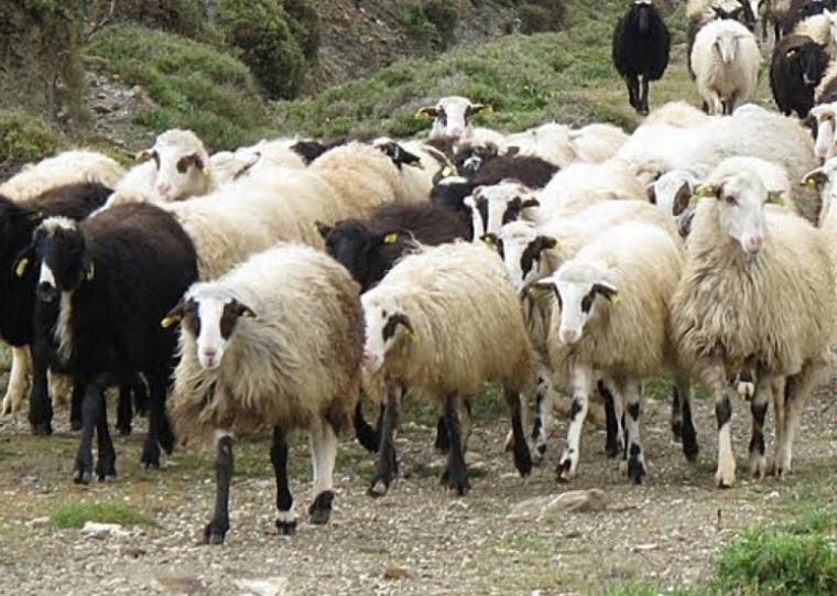 Οι σπάνιες αυτόχθονες φυλές προβάτων και η τεκμηρίωσή τους