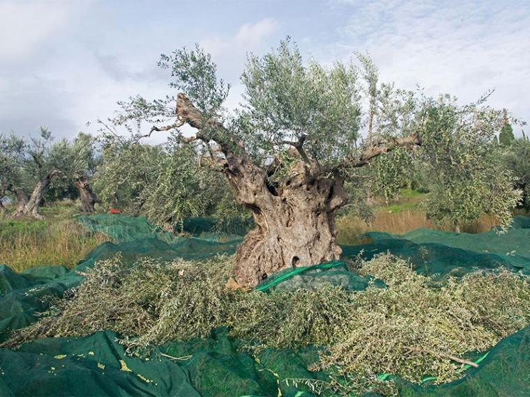 Εκδήλωση του ΣΥΡΙΖΑ για τη διεύρυνση αλλά και για τα αγροτικά με Τζουμάκα, Σκορίνη και Χαρίτση