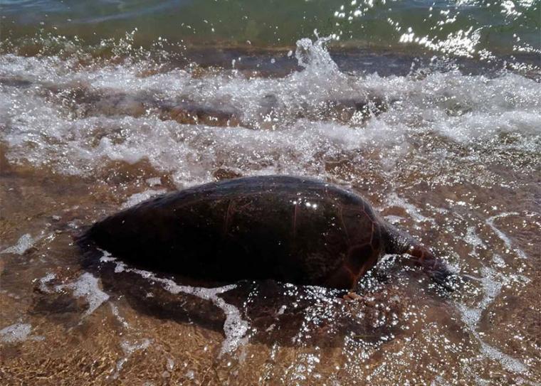 Νεκρή θαλάσσια χελώνα στη Βελίκα με το πόδι της μπλεγμένο σε πετονιά