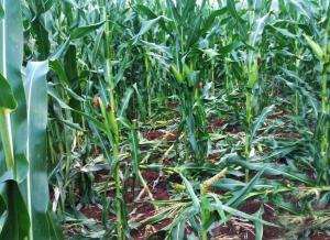 Ο Μίλτος Χρυσομάλλης ζητάει αποζημίωση παραγωγών για τις καταστροφές από τα αγριογούρουνα