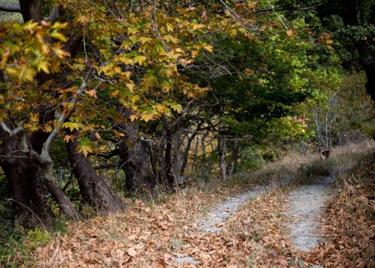 Αμυράς σε Χαρίτση για τους Δασικούς Χάρτες