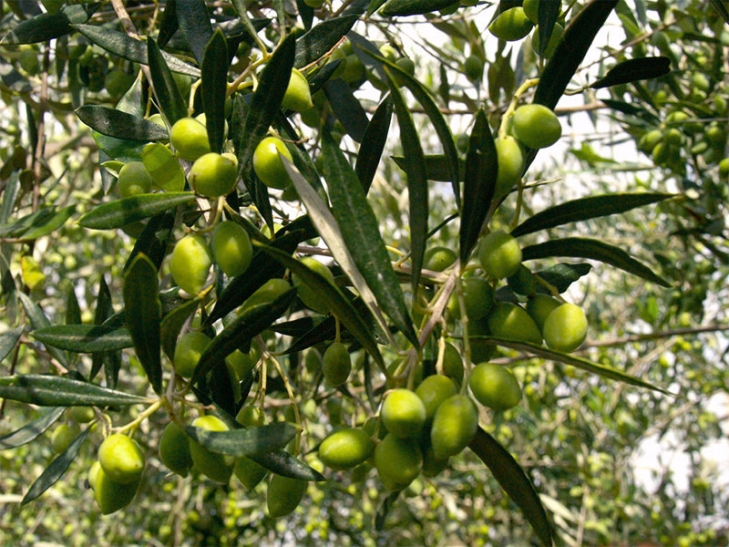 Ημερίδες για την προστασία της ελιάς με καθηγητές του Γεωπονικού Πανεπιστημίου
