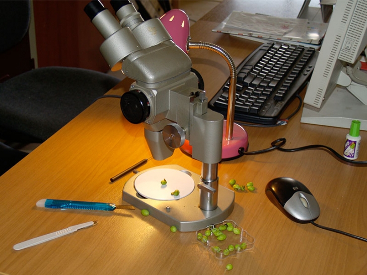 Εξακολουθούν να είναι ανησυχητικά αυξημένοι οι πληθυσμοί του δάκου της ελιάς