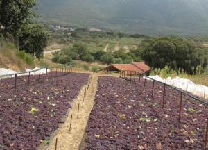 Οικονομική ενίσχυση των παραγωγών ζητούν με ερώτησή τους οι Αλ. Χαρίτσης, Κατ. Παπανάτσιου, Στ. Αραχωβίτης