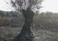 Πιστώθηκαν προκαταβολές για καμένα δέντρα - 50,40 ευρώ ανά ελαιόδεντρο