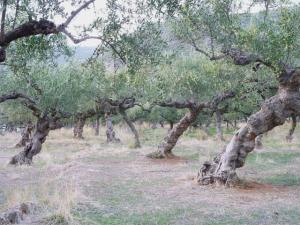 Βαίνει στο τέλος του το πρόγραμμα καταπολέμησης του δάκου, να ελέγχουν οι καλλιεργητές τις ελιές τους