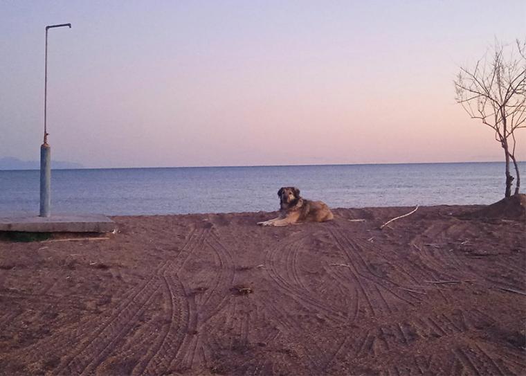 Ο Γιάννης Λάσκαρης καλεί σε βοήθεια για τη διάσωση φοβισμένου σκύλου