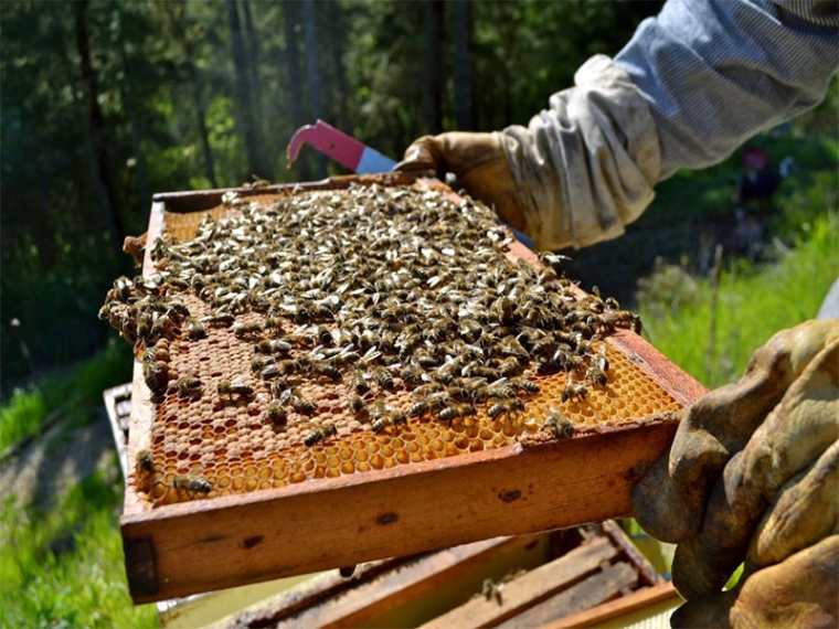 Ταχύρρυθμα μαθήματα μελισσοκομίας στην Τριφυλία