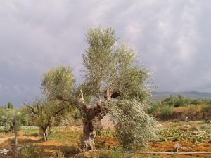 Αποζημίωση των ελαιοπαραγωγών για γλοιοσπόριο και δάκο ζητάει ο δήμαρχος Πύλου-Νέστορος