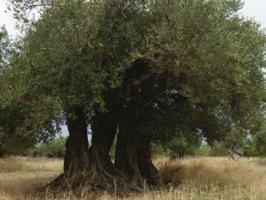 Σε κίνδυνο η ελαιοπαραγωγή υποστηρίζει ο ΣΥΡΙΖΑ, ολιγωρίες και καθυστερήσεις στη δακοκτονία