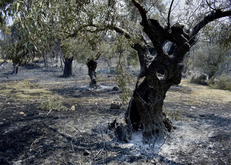 Δήμος Οιχαλίας: Δηλώστε μέχρι τη Δευτέρα τις ελιές που κάηκαν