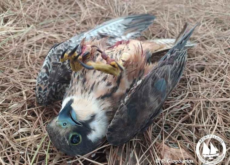 Άλλο ένα σπάνιο γεράκι νεκρό από σκάγια