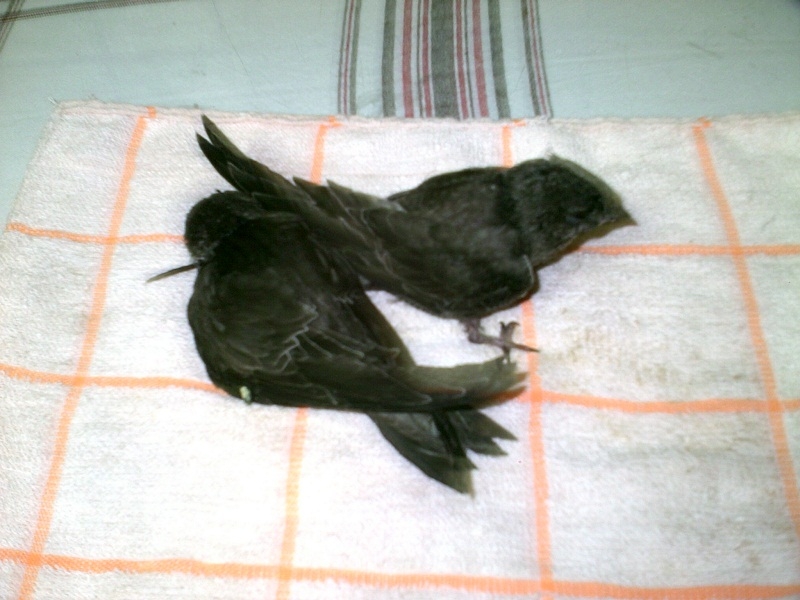 Σώθηκαν δύο «άστεγα» μικρά πετροχελίδονα
