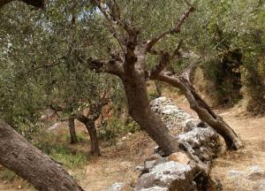 Σε ανοιχτή γραμμή Τατούλης-Αραχωβίτης “για τη διαφύλαξη του εισοδήματος των ελαιοπαραγωγών”